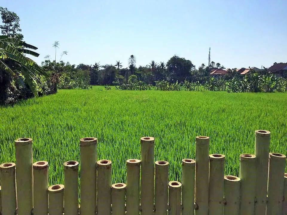 Bali Green Hostel 塞米亚克 印尼